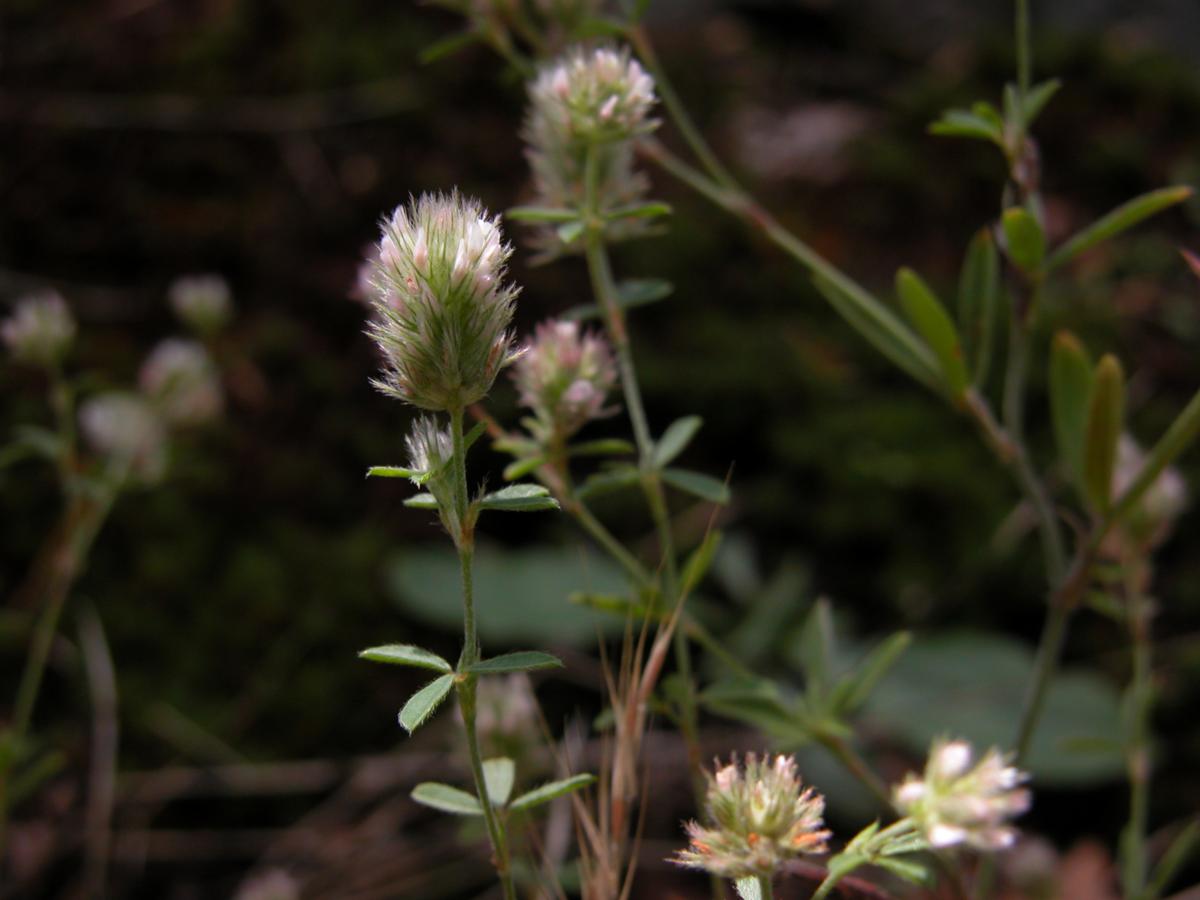 Clover, Hare's-Foot plant
